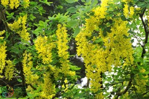 Laburnum anagyroides (4)